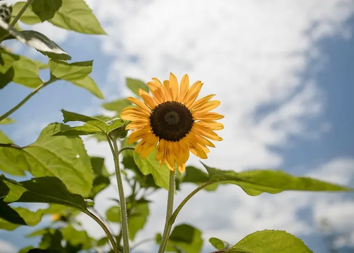 Jasmina דירה Banjol