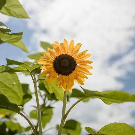 Jasmina Апартаменты Банёл