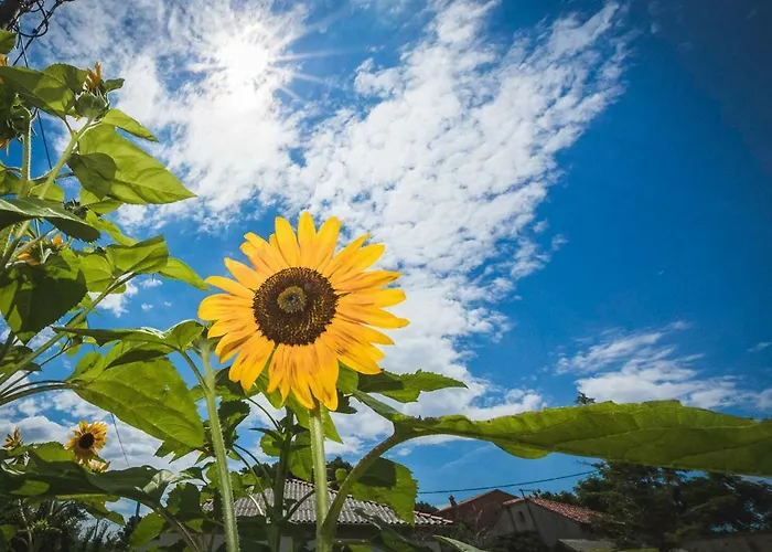 Jasmina Appartement *
